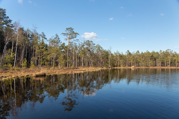 Piccolo lago di palude nella foresta di pini selvaggi in primavera in Bielorussia