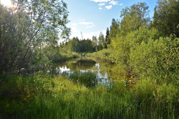 Piccolo lago forestale