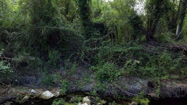 Piccolo lago nella foresta, radici degli alberi, acqua scura, felci, canne, alberi verdi, bellissimo paesaggio.