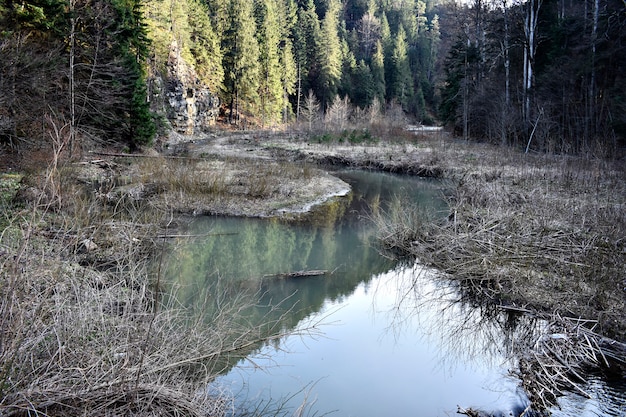 Piccolo lago nella foresta