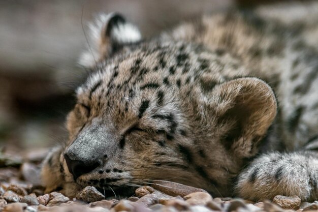 Piccolo leopardo delle nevi