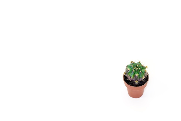 piccolo mini cactus isolato su sfondo bianco, mockup spazio libero per il testo