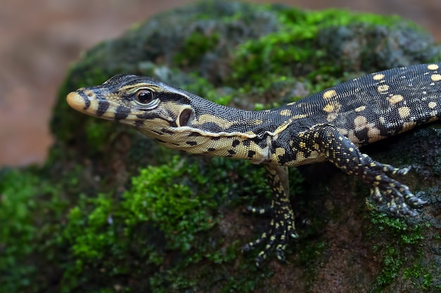 Piccolo monitor asiatico dell'acqua vicino allo stagno