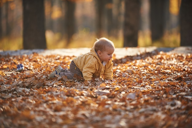Piccolo neonato che striscia fra le foglie cadute nel parco di autunno al giorno soleggiato