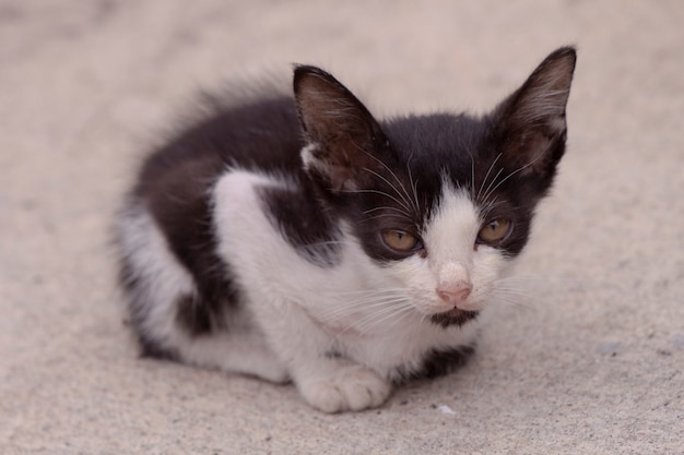 piccolo nero con un gattino bianco