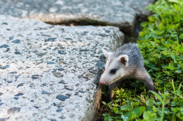 Piccolo opossum nel mio giardino