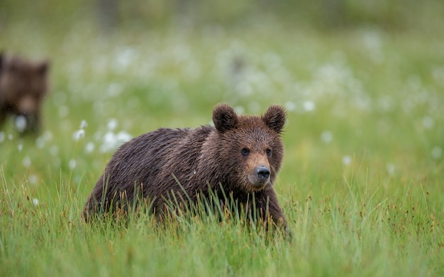 Piccolo orso nella foresta nel suo habitat