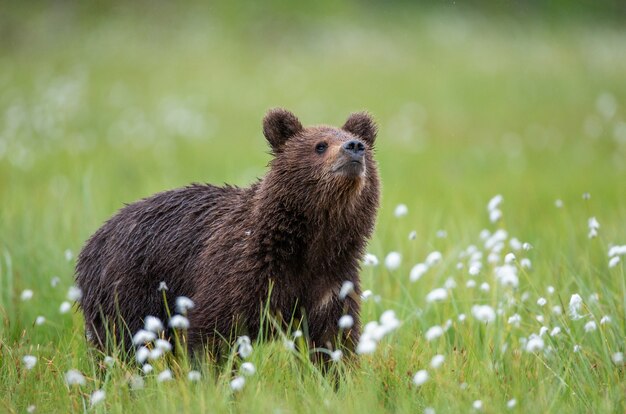 Piccolo orso nella foresta nel suo habitat