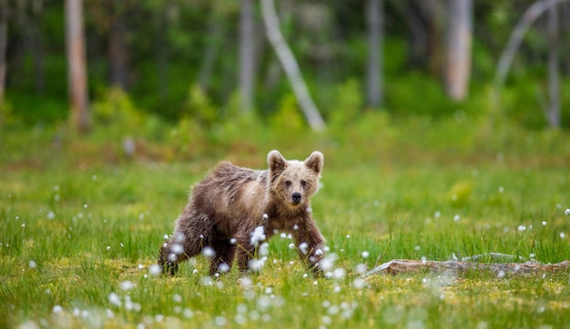 Piccolo orso nella foresta nel suo habitat