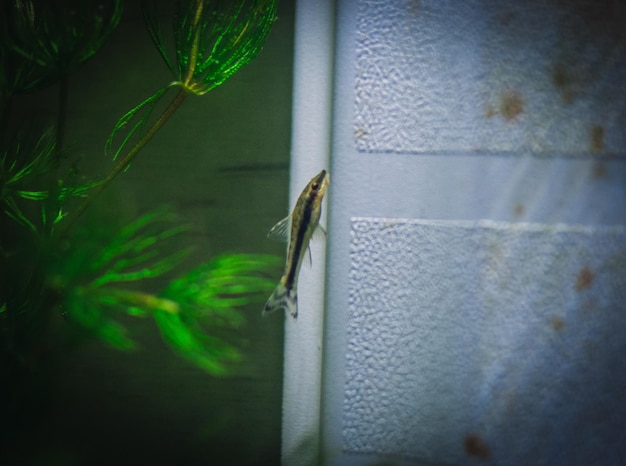 Piccolo otocinclus nel mio acquario