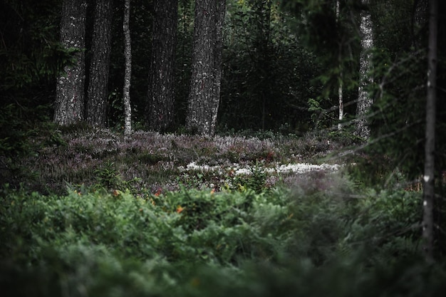 Piccolo paesaggio forestale tra gli alberi