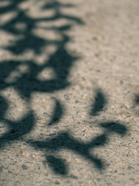 piccolo pavimento in pietra con ombra albero