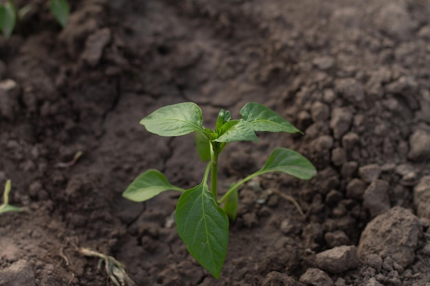 Piccolo peperone verde germogliato nel giardino