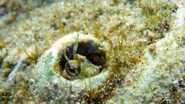 Piccolo pesce carino si nasconde nel buco. Mar Rosso, Eilat, Israele.