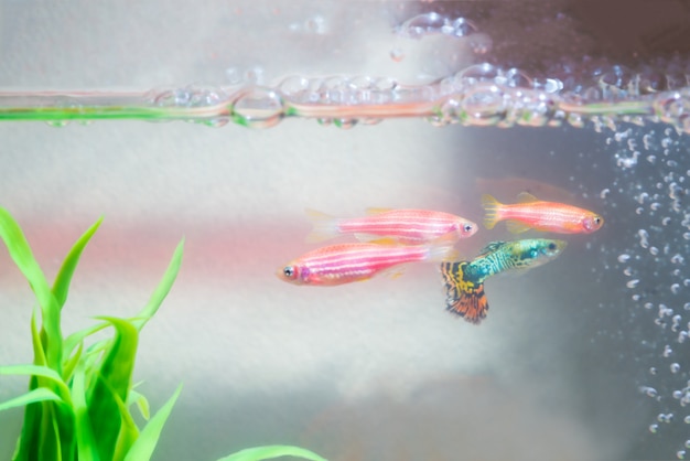 Piccolo pesce guppy in acquario o acquario