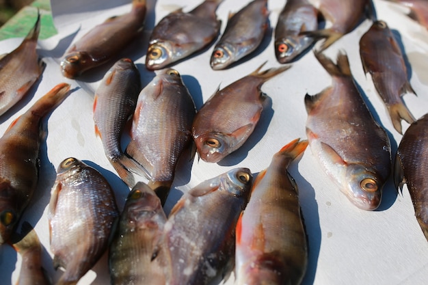 Piccolo pesce in tavola