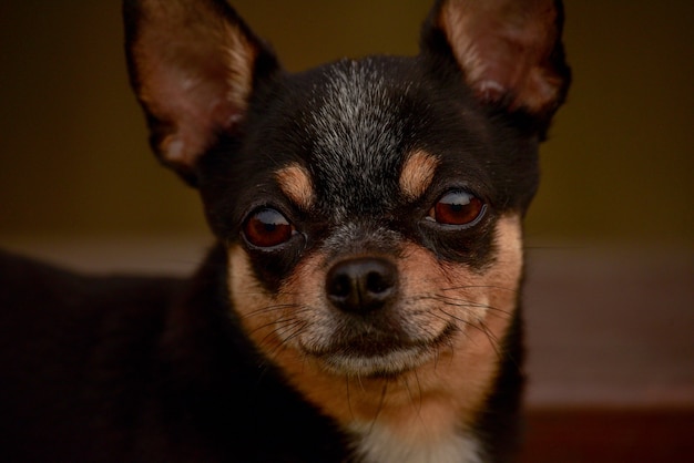 Piccolo piccolo chihuahua in bianco e nero e marrone in posa. chihuahua nero. Un animale domestico. ritratto di un cane