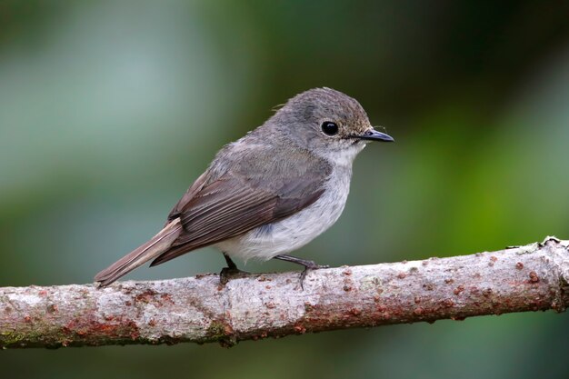 Piccolo Pied Flycatcher Ficedula westermanni Bella femmina uccelli della Thailandia