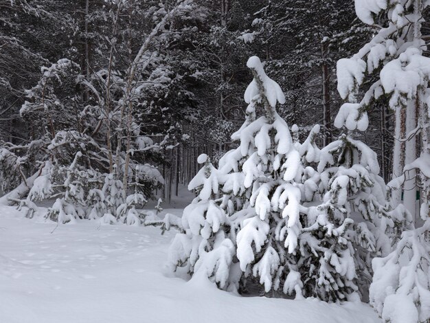 Piccolo pino completamente innevato di fronte a una foresta invernale scura, montagne del Caucaso, Russia