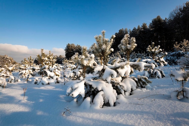 Piccolo pino con neve