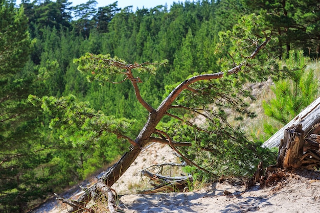 piccolo pino cresce nella sabbia sulla montagna