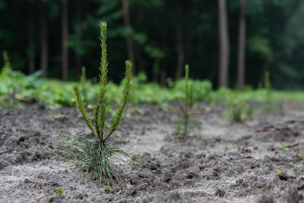 Piccolo pino sul vivaio Conifere nella foresta