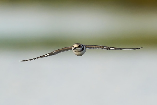 Piccolo piviere dagli anelli Charadrius dubius