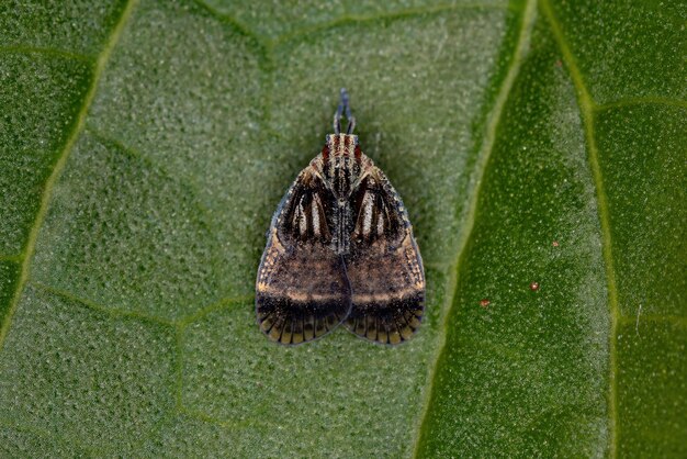 Piccolo Planthopper adulto della famiglia Cixiidae