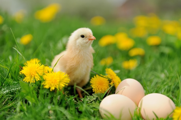 Piccolo pollo e uovo sull'erba