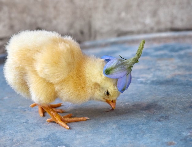 Piccolo pollo giallo con un fiore blu.