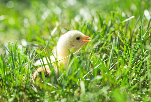 Piccolo pollo nell'erba