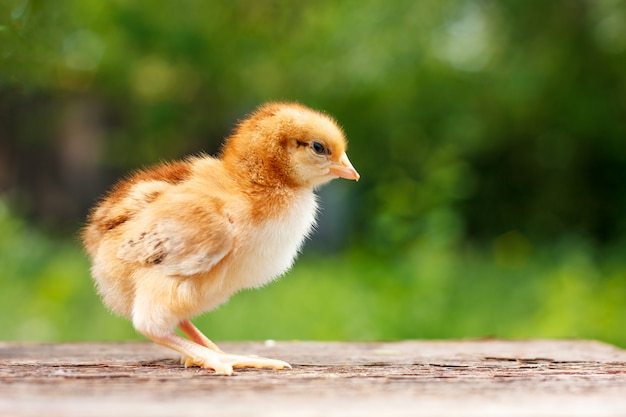 Piccolo pollo sveglio su un fondo di legno