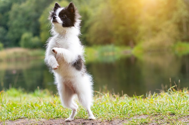 Piccolo Pomerania in una passeggiata