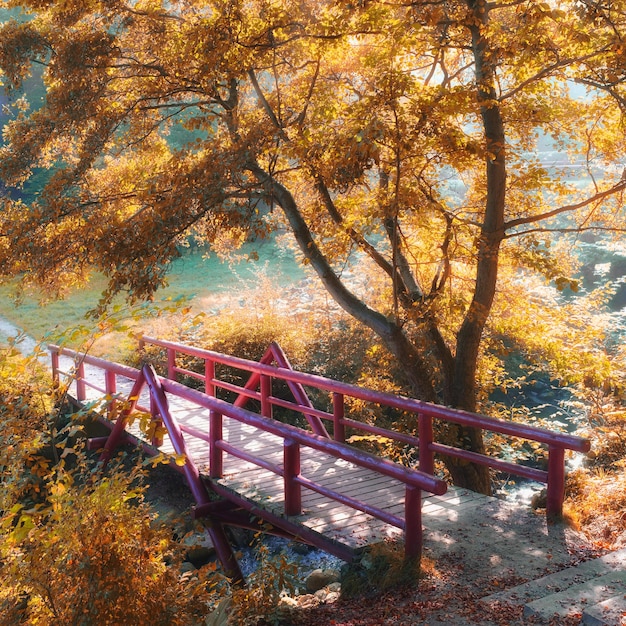 Piccolo ponte nella foresta Una foto di un piccolo ponte nella foresta