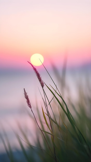 Piccolo primo piano del gambo d'erba con il tramonto sul calmo mare mentre il sole tramonta