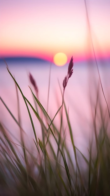 Piccolo primo piano del gambo d'erba con il tramonto sul calmo mare mentre il sole tramonta