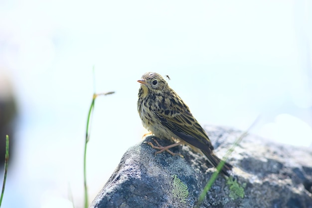 piccolo pulcino di ballerina, uccello della fauna selvatica seduto su una pietra