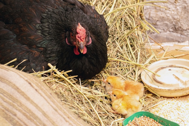 Piccolo pulcino giallo vicino alla gallina. Pollo con un piccolo pulcino