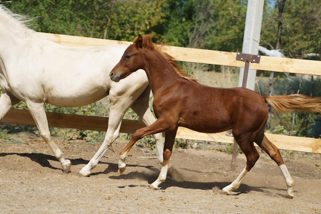 Piccolo puledro di pony gallese castagno e lui madre che trotterellano nel paddock