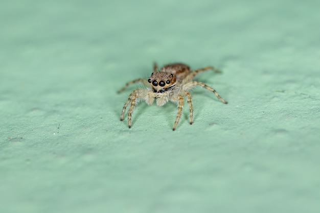 Piccolo ragno da parete grigio della specie Menemerus bivittatus