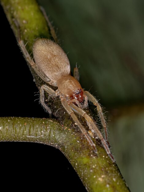 Piccolo ragno fantasma della famiglia Anyphaenidae