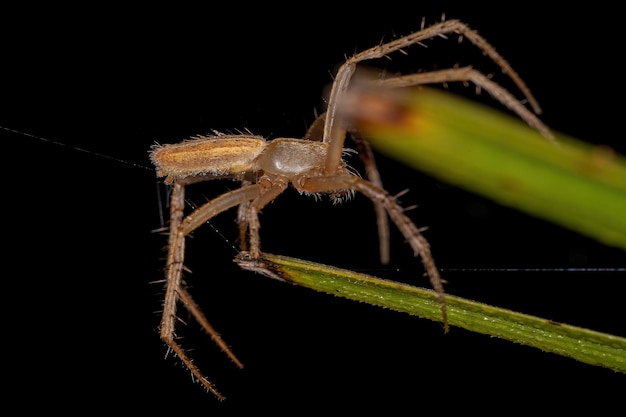 Piccolo ragno Orbweaver della famiglia Araneidae