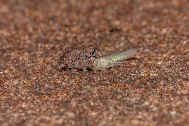 Piccolo ragno saltatore della specie Marma nigritarsis preda di una cicalina tipica della famiglia Cicadellidae