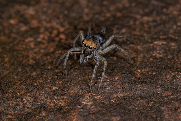 Piccolo ragno saltatore maschio della specie Maeota dichrura