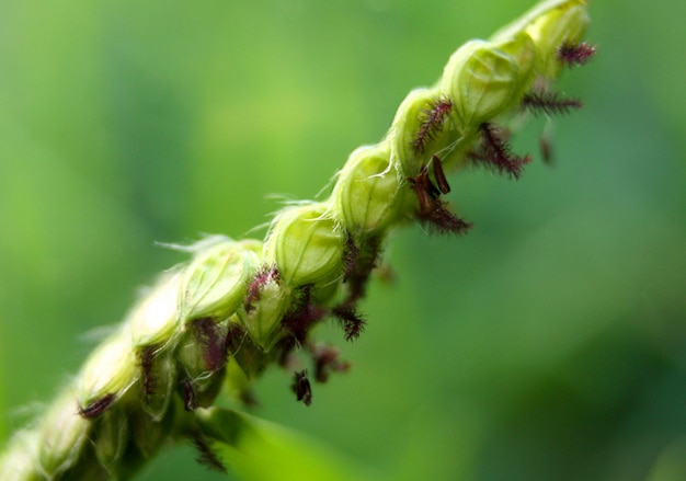 Piccolo ramo con fiori e foglie su sfondo sfocato