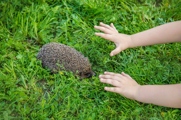 Piccolo riccio in natura. animali.