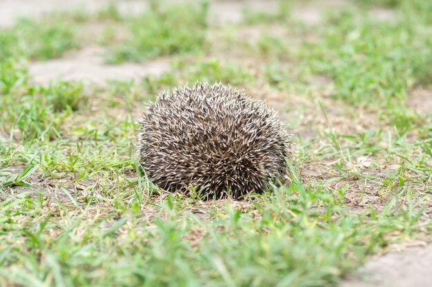 Piccolo riccio sul prato con erba verde