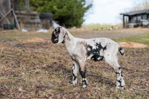 Piccolo ritratto di doeling della capra boera sudafricana sulla natura