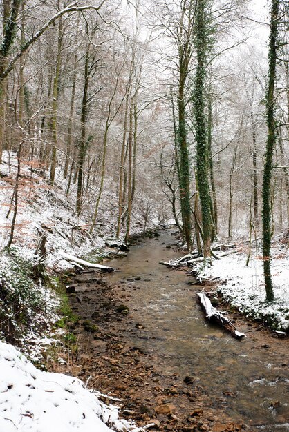 Piccolo ruscello nella foresta alberi rotti coperti di neve paesaggio invernale in Germania clima freddo