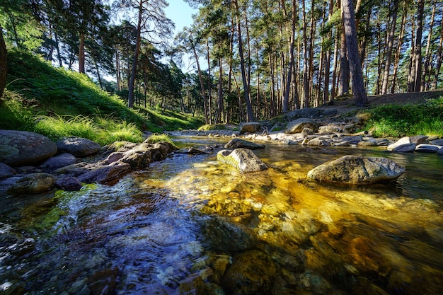 Piccolo ruscello nella foresta con la luce del sole tra gli alberi all'alba.